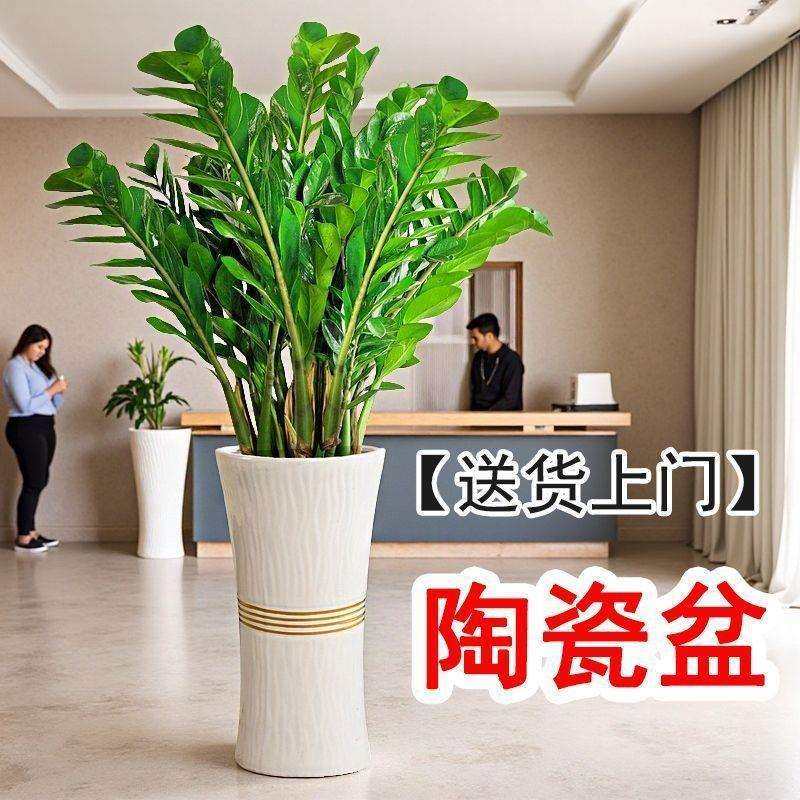 大号金钱树盆栽大型绿植室内办公室花卉植物客厅大棵好养真树,玩具/童车/益智/积木/模型,毛绒/玩偶/公仔/布艺类玩具,淘宝优惠券,粉丝福利购,淘宝优惠卷