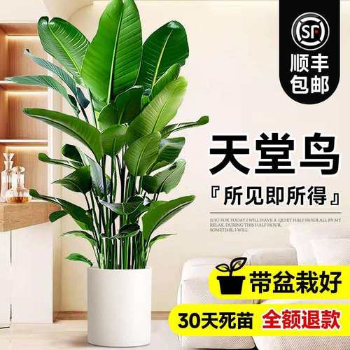 天堂鸟绿植客厅大型植物办公室内盆栽落地式大号旺宅真树禄植花卉