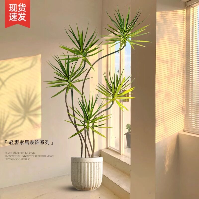 龙血树盆栽绿植室内大型客厅大盆景多头龙铁树龙须树仿真办公室植