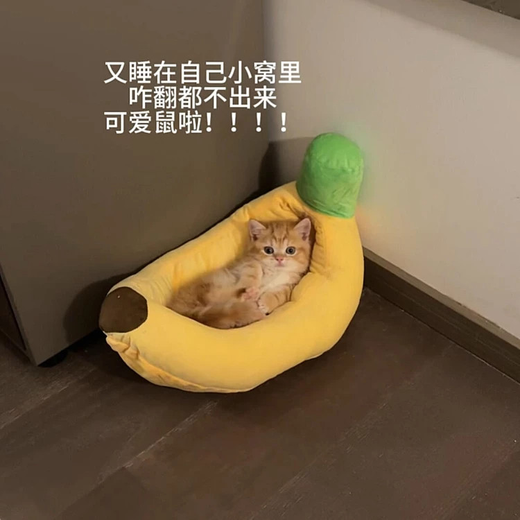 翻不出的窝窝~香蕉船猫窝冬季加厚隔凉保暖冬天室内狗狗窝开放式