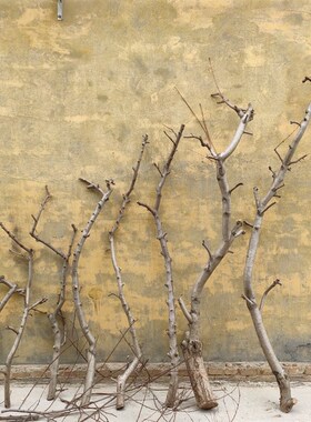 大棵桃树枝桃木树枝n树干橱窗造景材料桃树干支造型树枝树杈干支