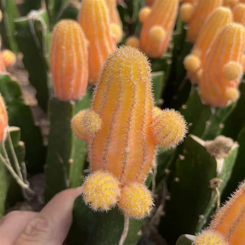 稀有仙人球红山吹嫁接三角柱w黄牡丹接仙人掌办公室防辐射多肉植