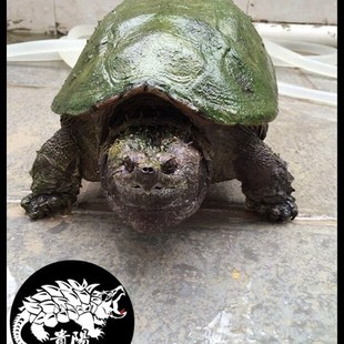 貴陽陳師佛洲拟鳄龟 佛鳄龟