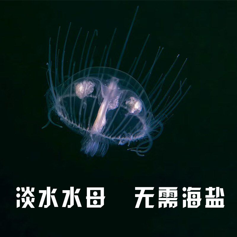 淡水桃花水母活物家中自来水可养好养学生宿舍儿童稀罕水族小宠物
