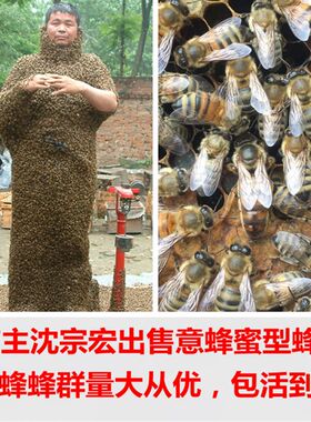 意蜂蜂群 意蜂产子王 意蜂蜂王 喀尔巴仟王 意蜂蜜型蜂王包活到手