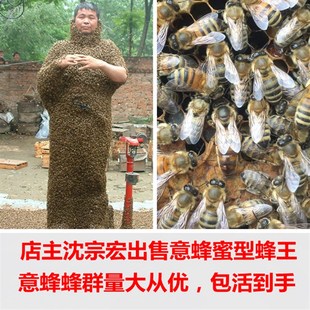 意蜂蜂群 意蜂产子王 意蜂蜂王 喀尔巴仟王 意蜂蜜型蜂王包活到手