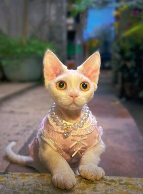 月下惊鸿影 ,疑是画中仙少女蕾丝无毛猫德文衣服夏天薄款