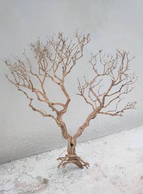 白色干枯枝干许愿HHW树枯树树干霸王型根造树假树仿真树枝枝装饰