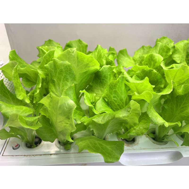 家用水培种植机单层生菜育苗设备桌面无土栽培容器阳台菜园桌面式