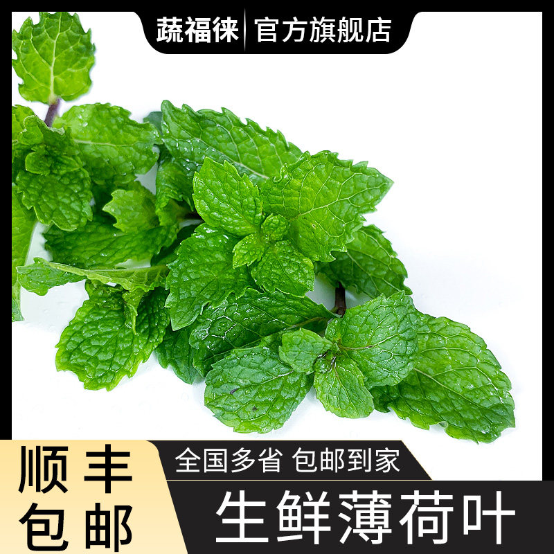 新鲜薄荷叶 食用薄荷烘焙调酒茶饮装饰用莫吉托香料 多省顺丰包邮