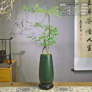 飾綠植好養(yǎng)活 南天竹盆栽室內盆景庭院古風觀葉客廳辦公造景桌面裝
