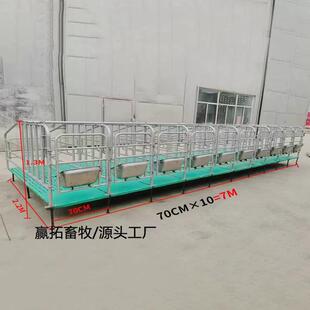 定位栏养猪场用小猪限位栏加厚镀锌管5头10头位母猪定位栏