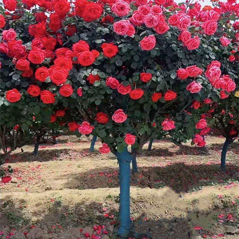 树桩月季庭院盆景阳台别野地景独干树桩月季地栽盆栽景区,鲜花速递/花卉仿真/绿植园艺,割草机/草坪机,淘宝优惠券,粉丝福利购,淘宝优惠卷