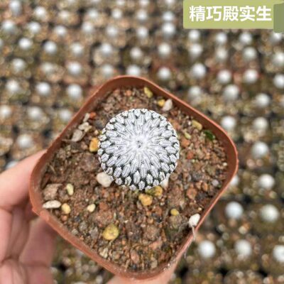 精巧殿实生仙人球娇丽球属精品贵货稀有品种开花仙人掌类萝卜根