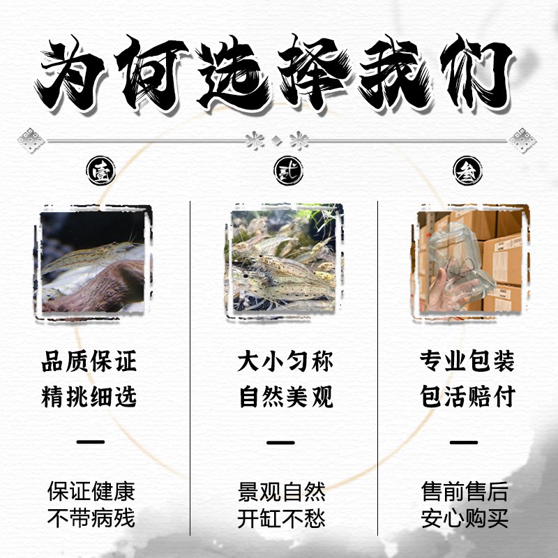 大和藻虾观赏虾星点虾黑壳虾除丝藻绿藻原生鱼缸冷水清洁虾工具虾