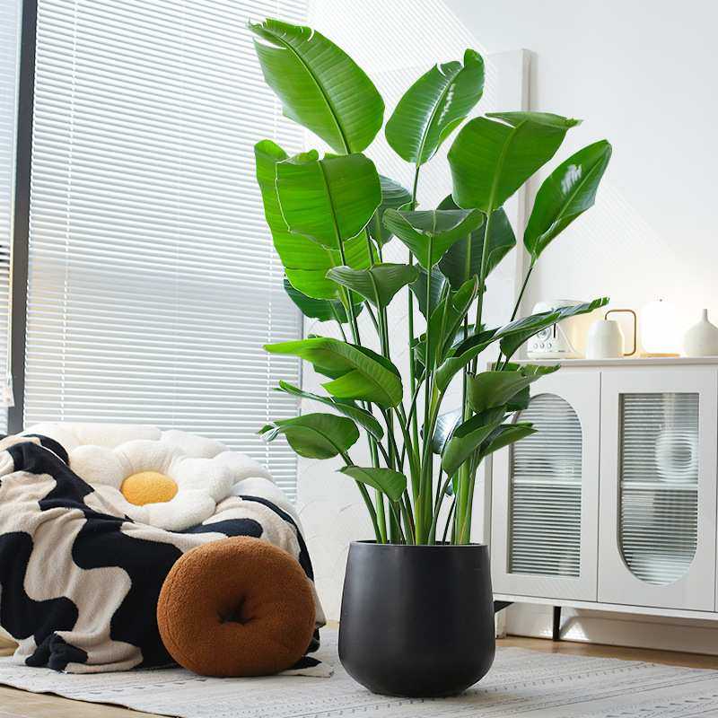 天堂鸟盆栽去甲醛室内客厅大型绿植办公室大叶植物花卉鹤望兰新房