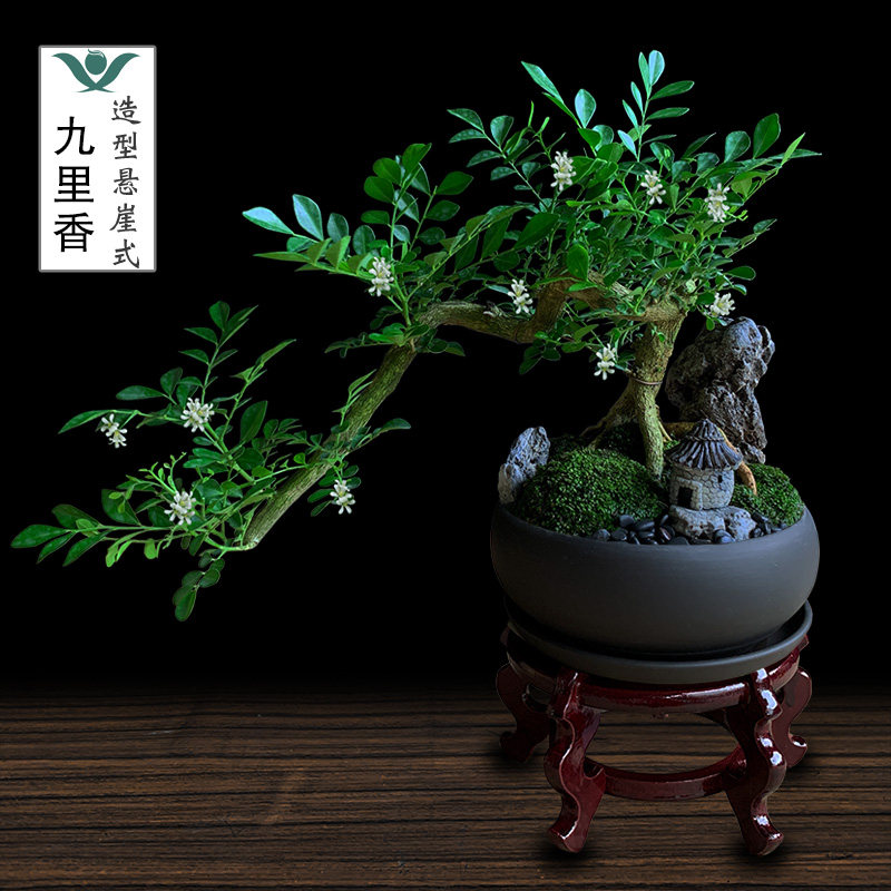 九里香盆栽老桩悬崖盆景开花植物室内客厅吸M甲醛好养绿植桌面花