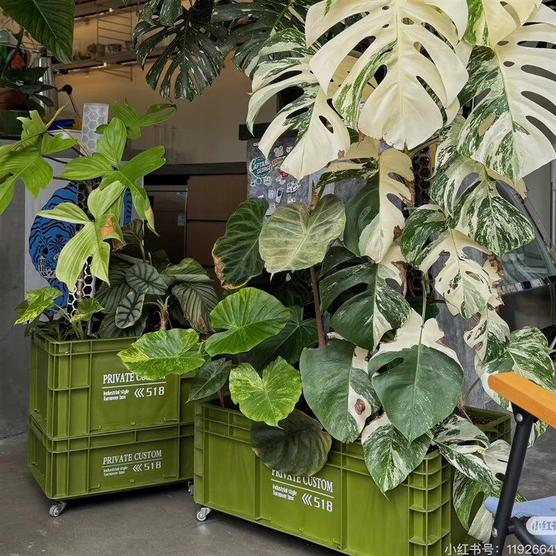 工业风热植花盆ins高颜值大容量移动花卉龟背竹攀爬架花卉定植盆