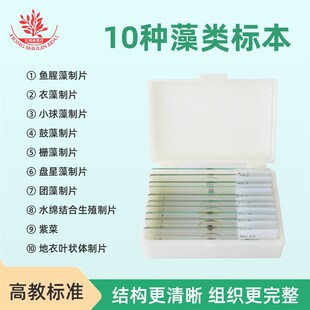 10种藻类显微镜标本切片高教品质结构清晰高教示教片念珠藻鼓藻