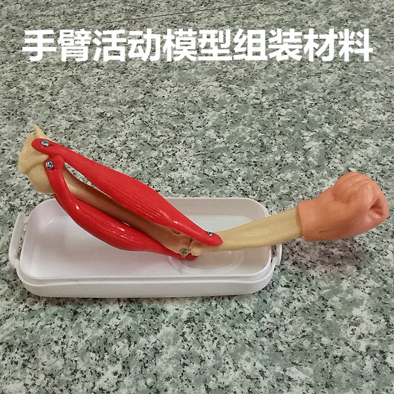 手臂活动模型组装材料x 生物医学器材 教学仪器