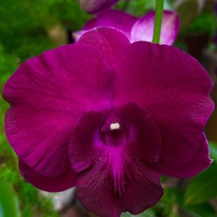 读月园大黑熊猫秋石斛兰深红色新款网红热销石斛带花耐热易养花