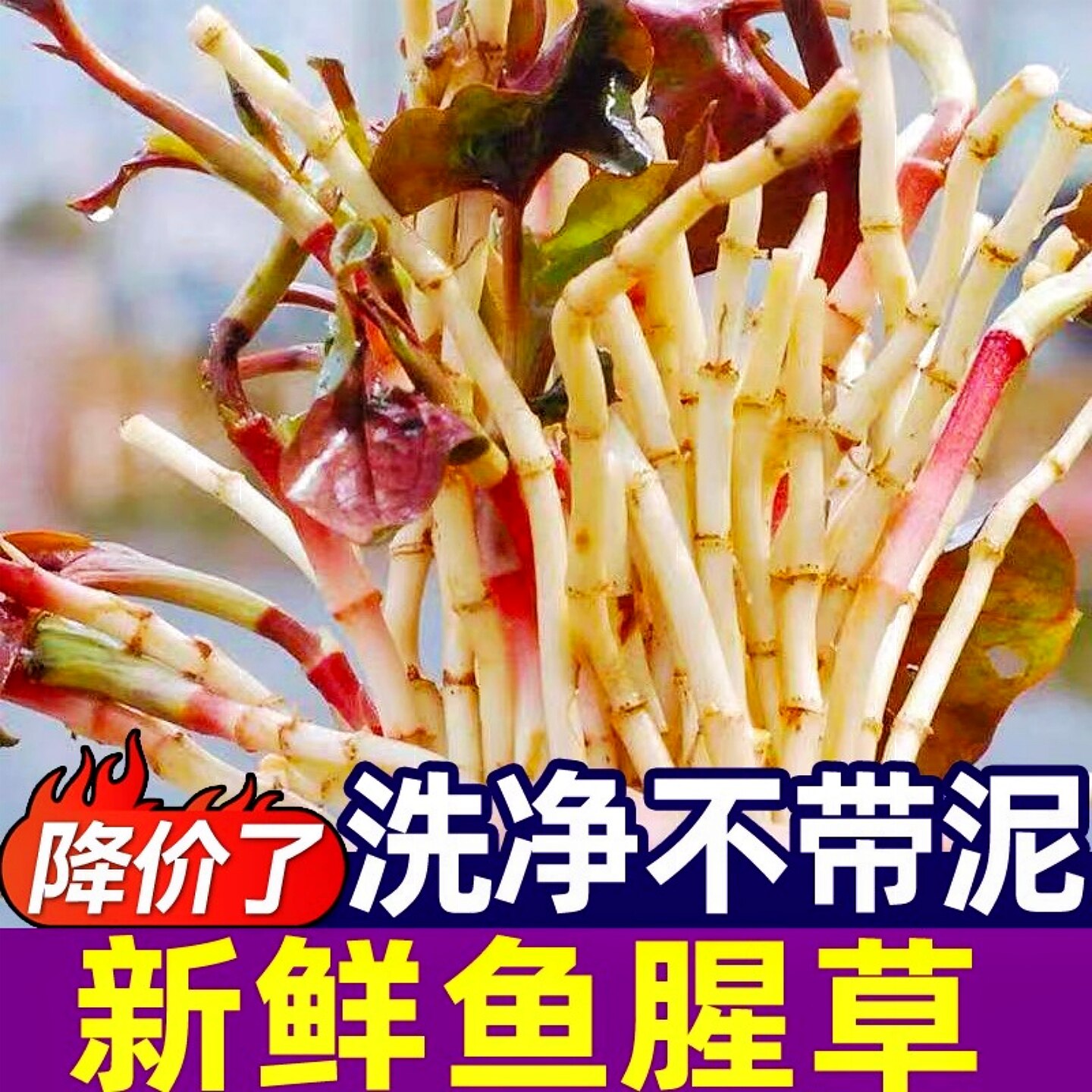 新鲜鱼腥草折耳根农家自种现挖猪鼻孔节儿根土特产蔬菜拌香菜即食