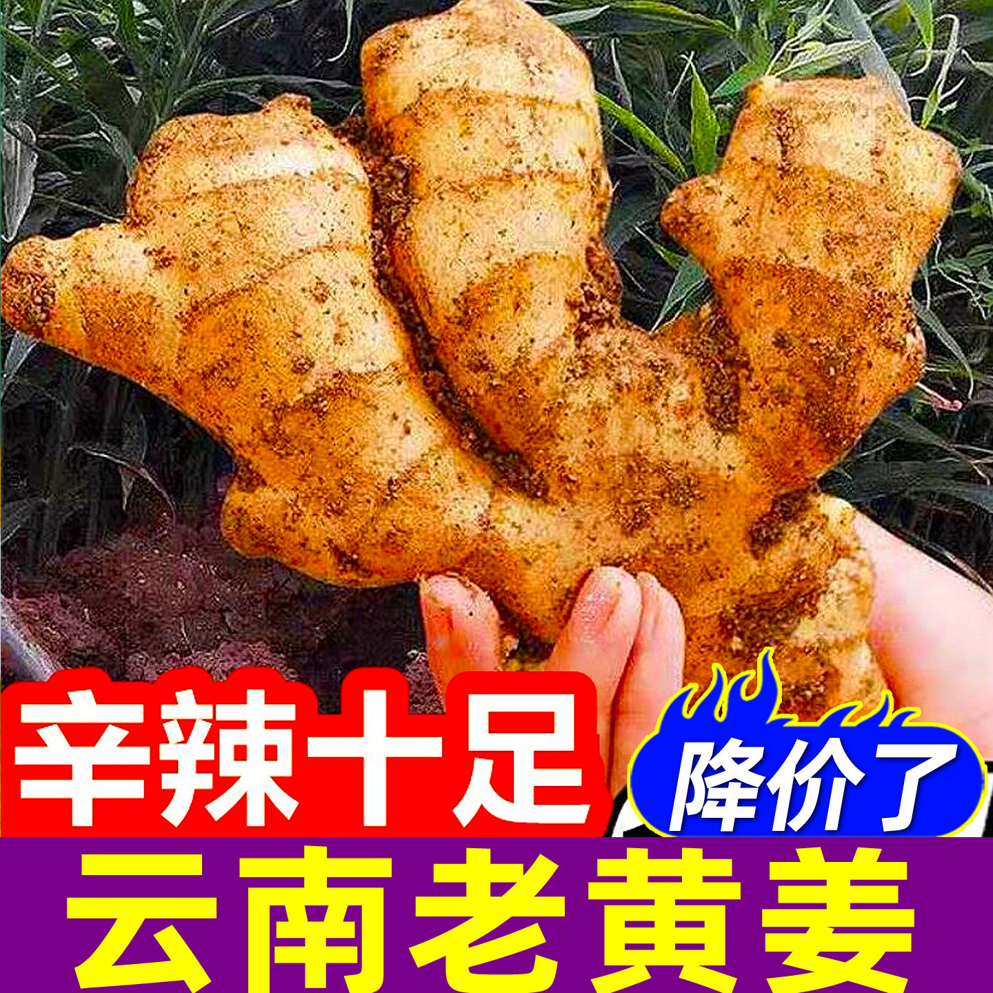 云南小黄姜老姜新鲜10斤