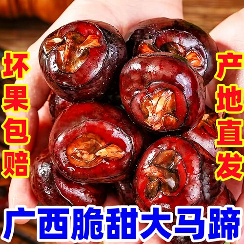 广西牛奶特大白马蹄10斤新鲜