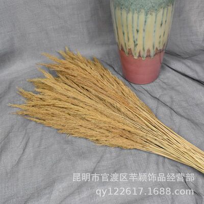 金丝草小芦苇 干花花束家居店铺软装插花简约拍摄道具自然风干花