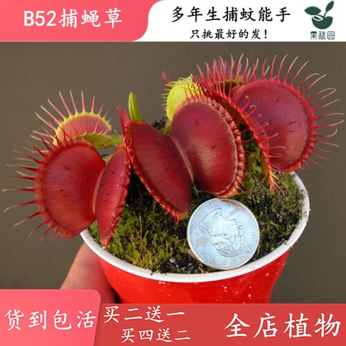 B52捕蝇草【四季驱蚊食虫植物盆栽食人花大食虫草捕蚊绿植盆栽】
