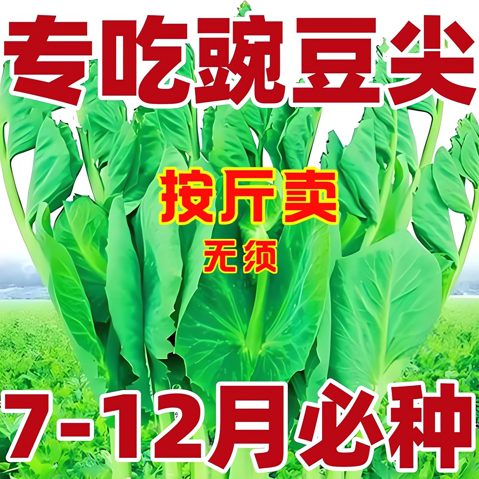 （专吃豌豆尖）无须豌豆苗种子特大豆尖水培荷兰豆芽芽菜种子四季