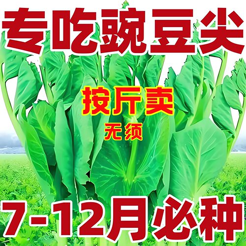 （专吃豌豆尖）无须豌豆苗种子特大豆尖水培荷兰豆芽芽菜种子四季