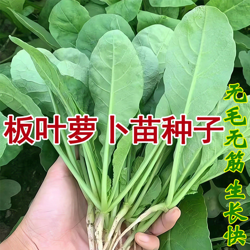 圆叶萝卜苗种子正品批发包邮按斤卖芽苗菜种籽莱菔子四季蔬菜种植