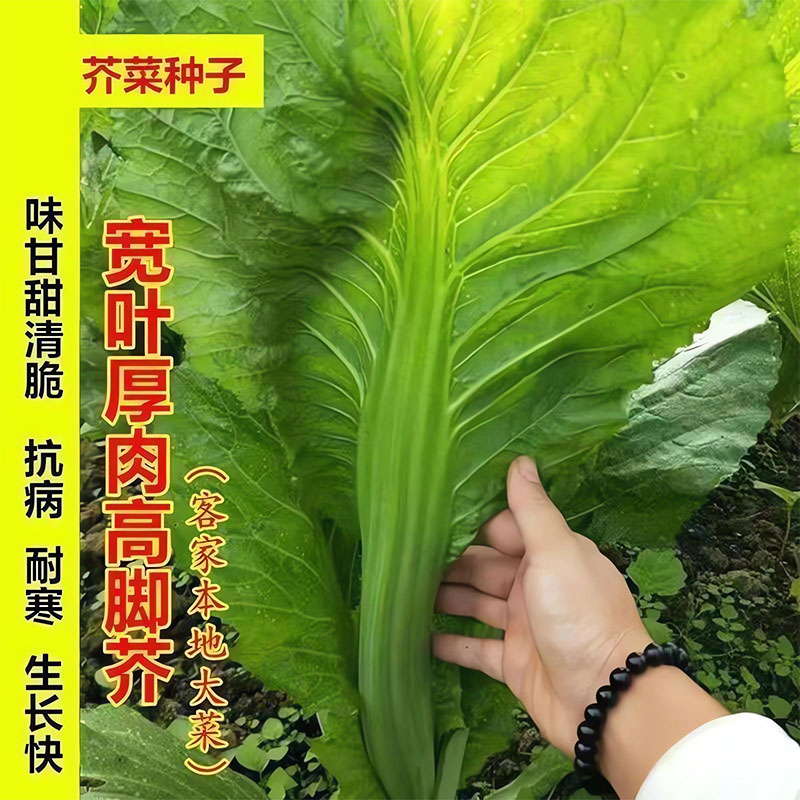 【大叶甜芥菜种子】厚肉高产客家宽邦甜芥菜种子农家菜园蔬菜种籽
