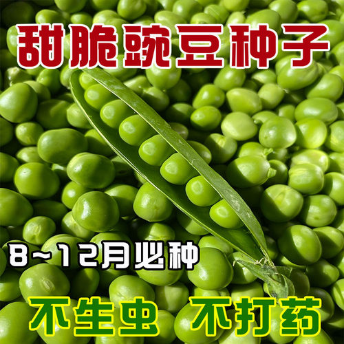 脆甜豌豆种子长寿仁青豆种孑荷兰豆菜豌豆四季耐寒菜种籽蔬菜种子