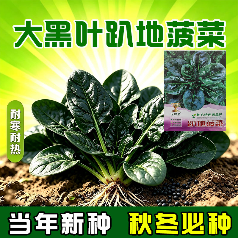 【趴地菠菜种子】大叶黑圆叶