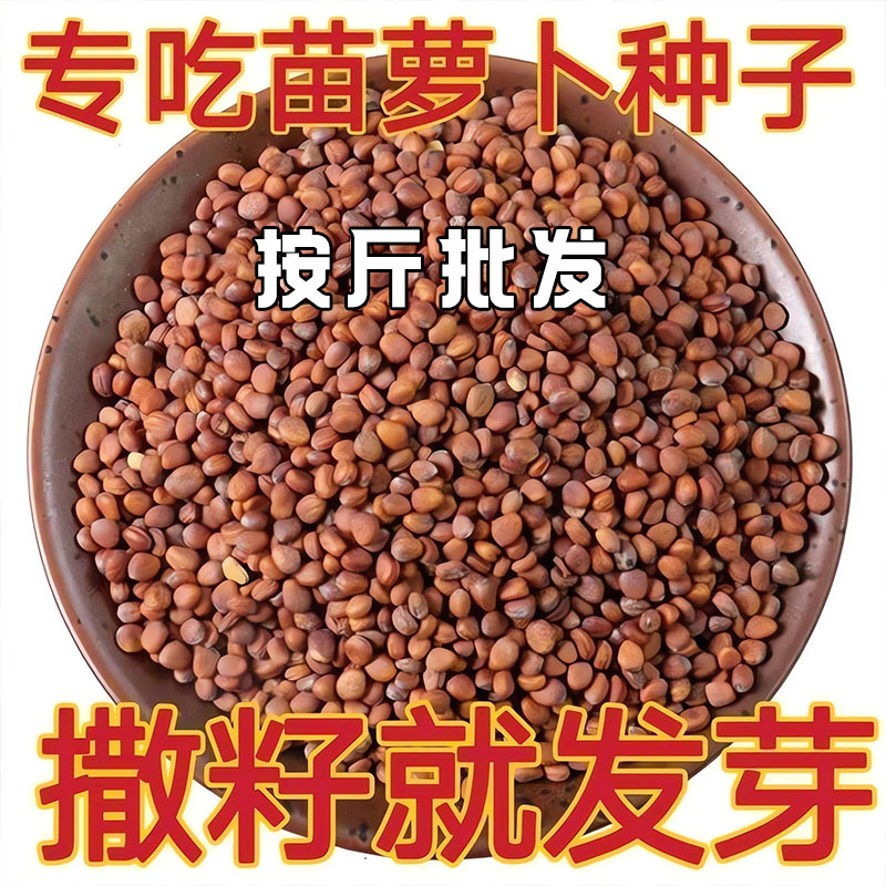 萝卜苗种子四季萝卜菜种籽萝卜樱青菜籽阳台盆栽农家庭院春季蔬菜