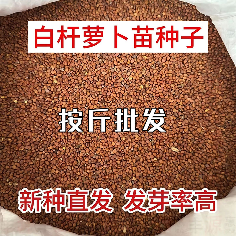 吃苗萝卜种子正品按斤卖芽苗菜白家庭园艺种子