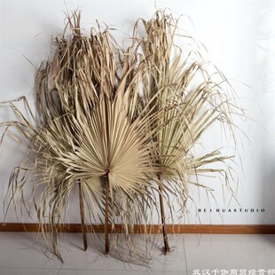 蒲葵叶干 棕榈叶干 蒲扇叶干~扇葵叶干铁树叶干蒲葵叶~芭蕉扇叶