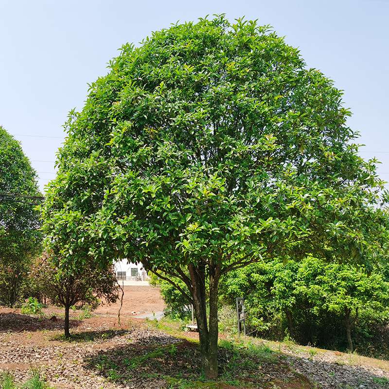 厂家现货湖南四季造型桂花树庭院嫁接园林绿化金挂银挂八月桂花树