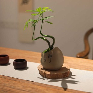 发财树小盆栽办公室绿植室内桌面盆景禅意茶室客厅摆件好养植物