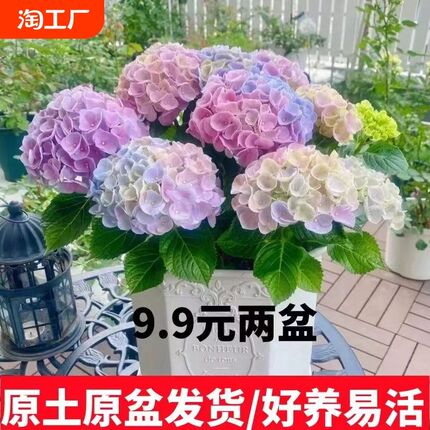 绣球花苗大花植物无尽夏开花好养的花四季不断盆栽花卉植物室内花