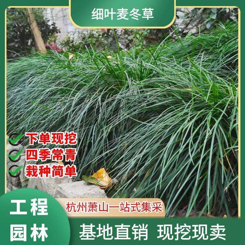 【袋装细叶麦冬草】基地供应大袋长麦冬草沿阶草地被植物草皮