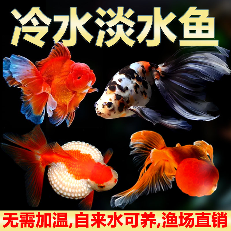 小金鱼兰寿红草金鱼冷水淡水活鱼锦鲤宠物观赏鱼包邮包活好养耐活