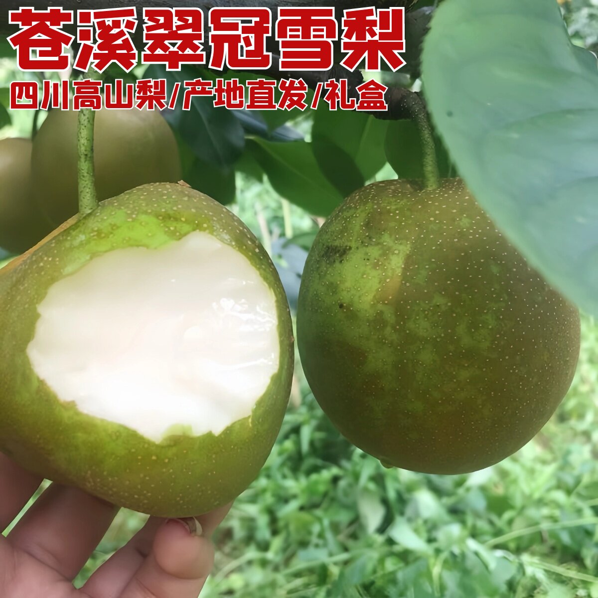 四川苍溪高山翠冠梨脆甜多汁现摘