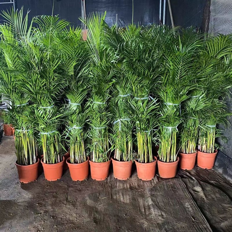 散尾葵盆栽大型绿植凤尾竹植物室内花卉植物客厅净化空气真花好养