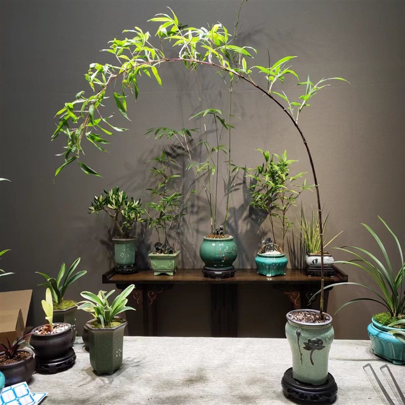 小叶簕竹室内盆栽飘支紫寒竹盆景庭院桌面绿植微盆景竹苗观赏竹