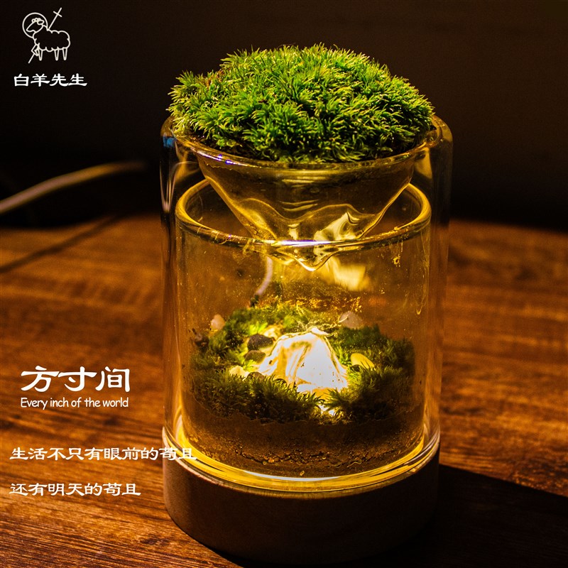 苔藓微景观生态瓶办公室桌面创意绿植室内种植小盆栽摆件礼物摸鱼
