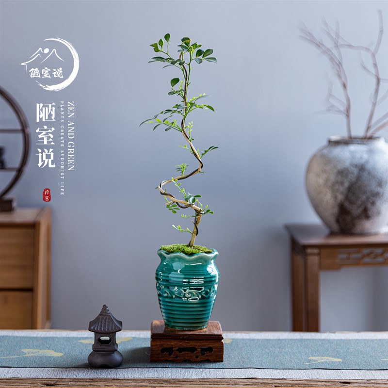 陋室说 九g里香悬崖老桩盆景室内盆栽景观桌面摆件植物绿植茶几
