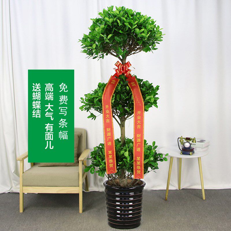 开业乔迁三层金钱榕摇钱树榕树盆栽合肥滨湖经开区政务高新瑶海区